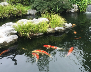 魚池怎么換水（魚池怎么換水最好）